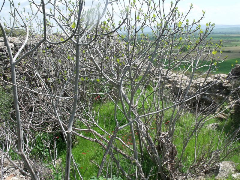Kalealtı Kalesi