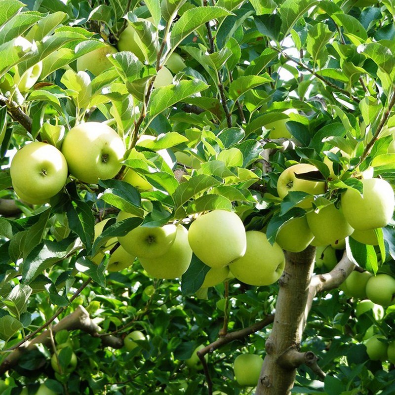 Bayramiç Elması